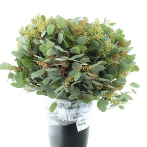 Euca Populus Berries 350grams Super