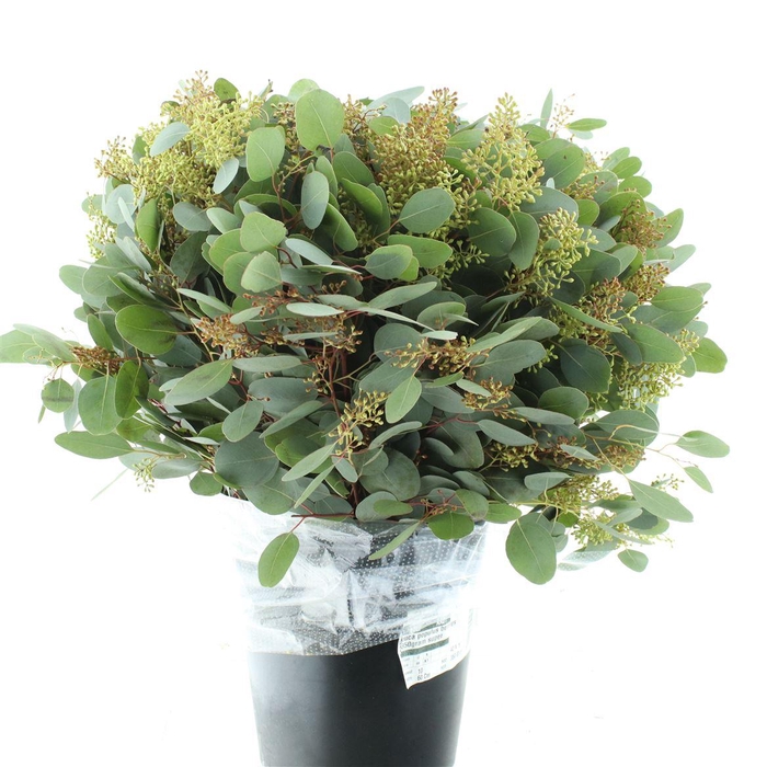 <h4>Euca Populus Berries 350grams Super</h4>