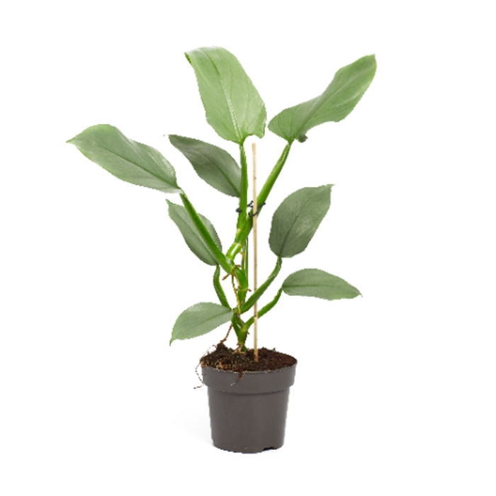 <h4>Philodendron Silver Queen</h4>
