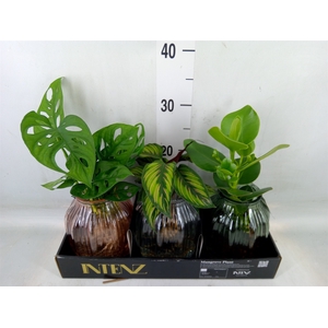 Planten  ..mix