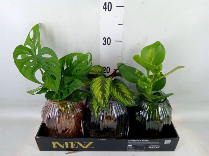<h4>Planten  ..mix</h4>