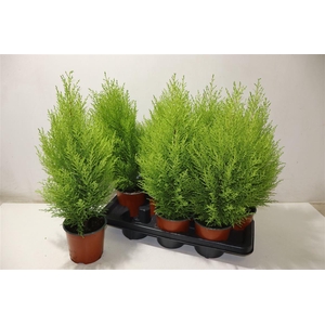 arr8 Cupr Ma Goldc Wilma