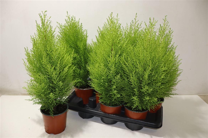 <h4>arr8 Cupr Ma Goldc Wilma</h4>