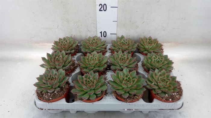 <h4>Echeveria   ...</h4>