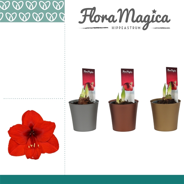<h4>Amaryllis rood 1 Knop Plastic ompot Linge metallic KERST</h4>