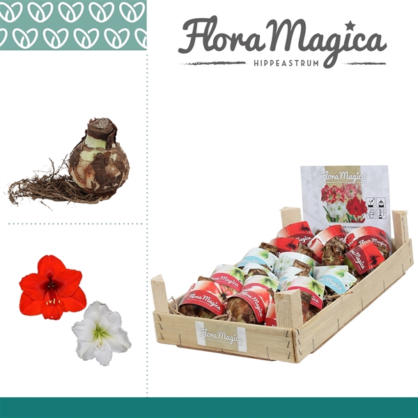 <h4>Hippeastrum 28/30 Bulb Mix in Wooden Crate</h4>