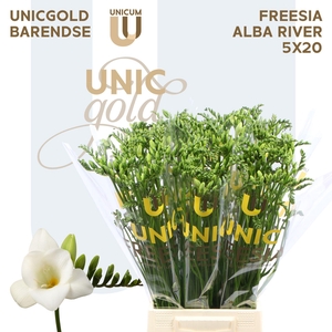 UG Barendse - Alba River 5x20
