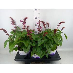 Salvia  'Salgoon Lake Flamingo'
