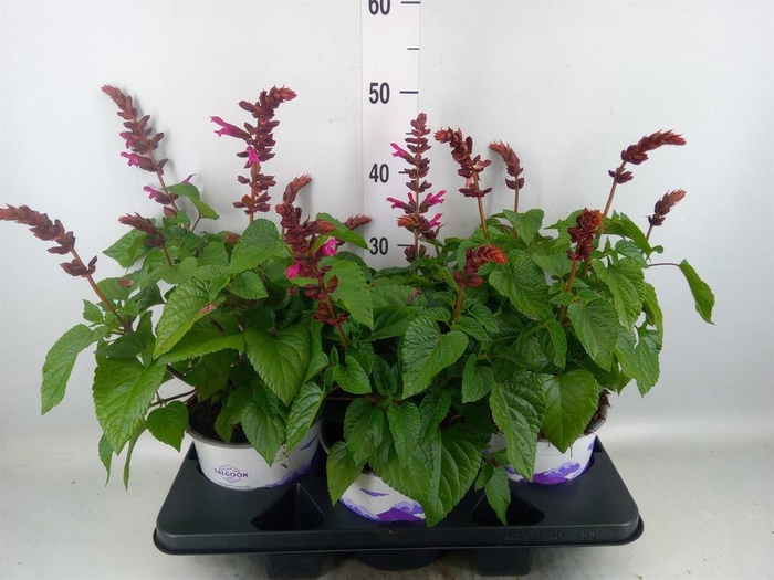 <h4>Salvia 'Salgoon Lake Flamingo'</h4>