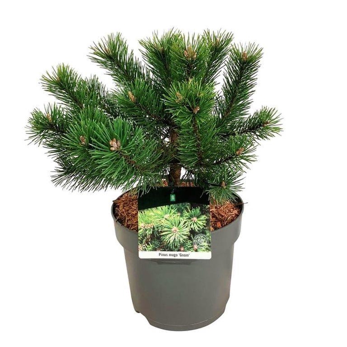 <h4>Pinus mugo 'Gnom'</h4>