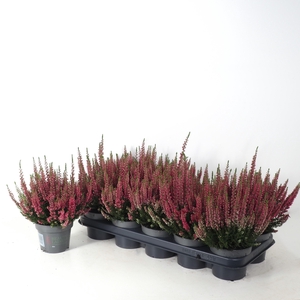 Calluna vulgaris 'Beauty Ladies' P12 Rood