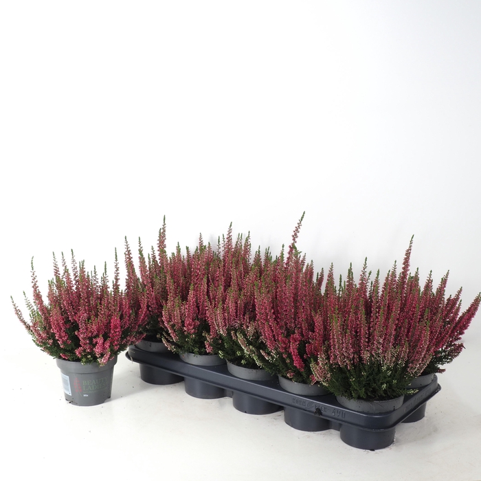 <h4>Calluna vulgaris 'Beauty Ladies' P12 Rood</h4>