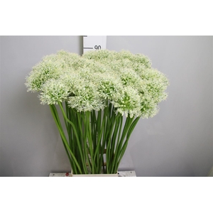 Allium Mount Everest