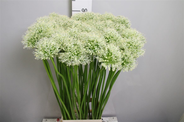 <h4>Allium Mount Everest</h4>