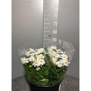 Margrieten White