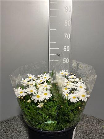 <h4>Margrieten White</h4>