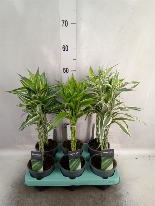 <h4>Dracaena sand.   ...mix 3</h4>