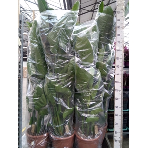 Strelitzia nicolai