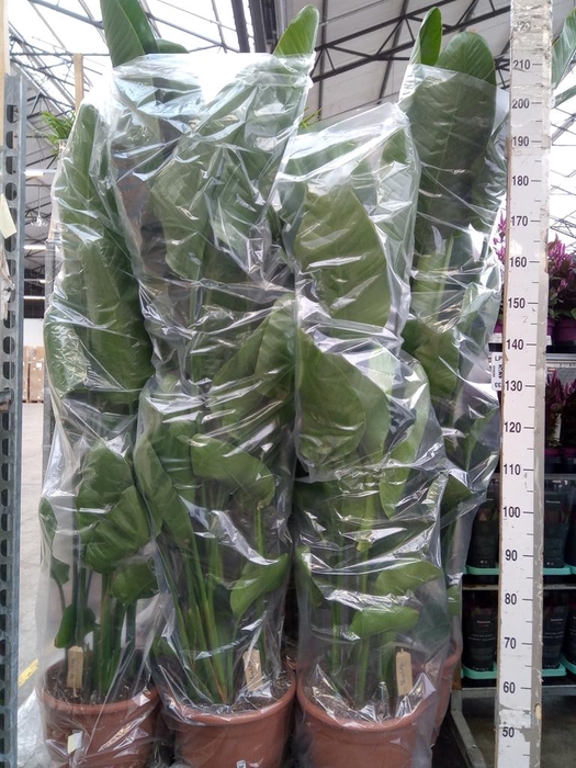 <h4>Strelitzia nicolai</h4>
