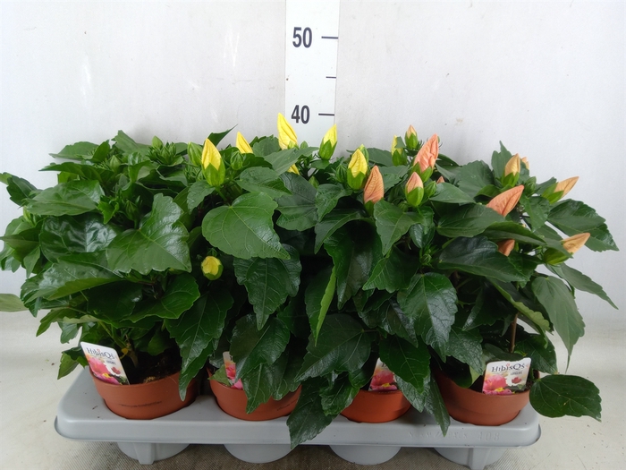 <h4>Hibiscus rosa-sin.   ...mix</h4>