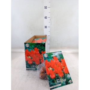 Tulipa   ...flowerbulbs