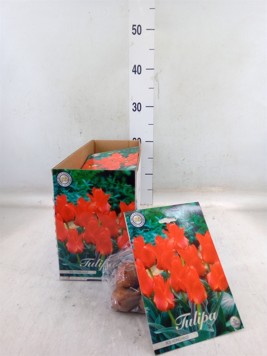 <h4>Tulipa   ...flowerbulbs</h4>