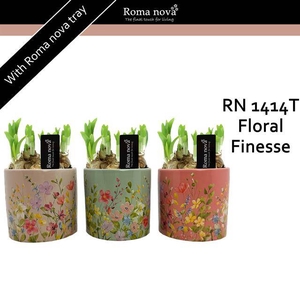 arr4 Narcis RN - Flora Finesse