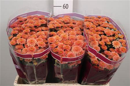 <h4>Chr S Miller Smokey</h4>