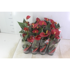 ANTHURIUM RED SUCCESS P09