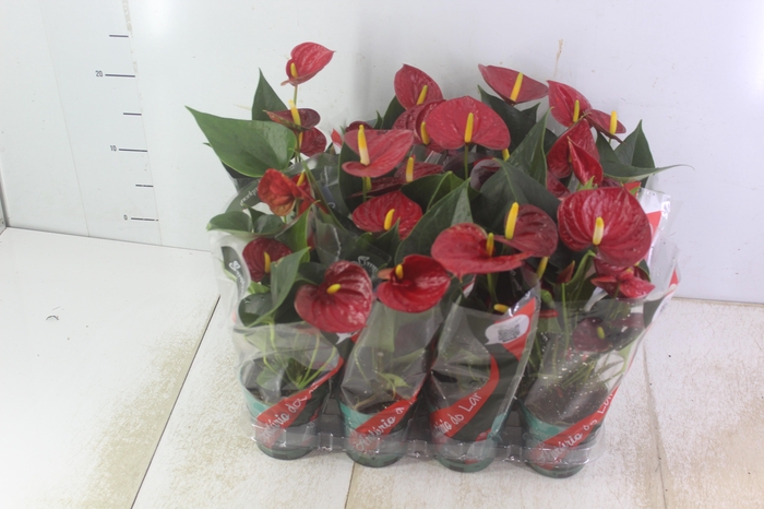 <h4>ANTHURIUM RED SUCCESS P09</h4>