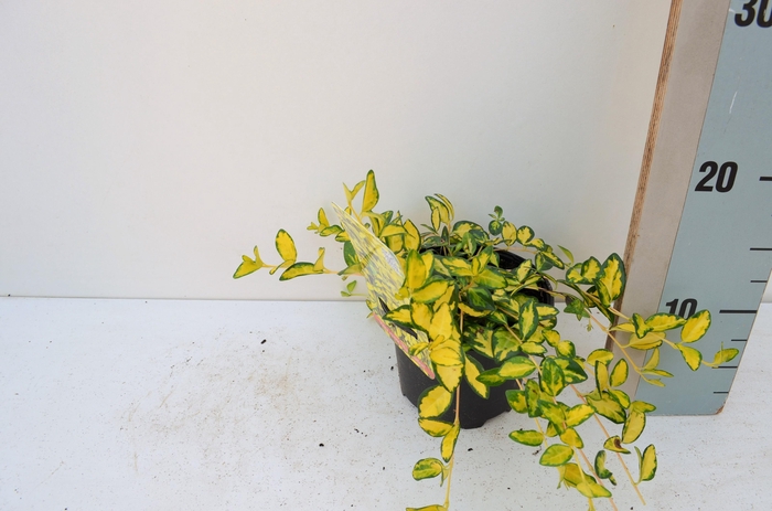 <h4>Vinca minor Illumination</h4>
