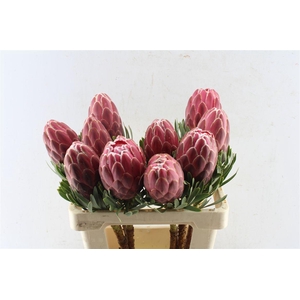 Protea Venus
