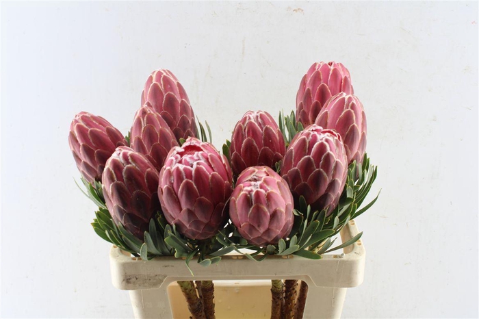 <h4>Protea Venus</h4>