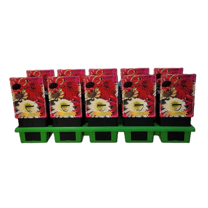 <h4>Echinacea purpurea</h4>