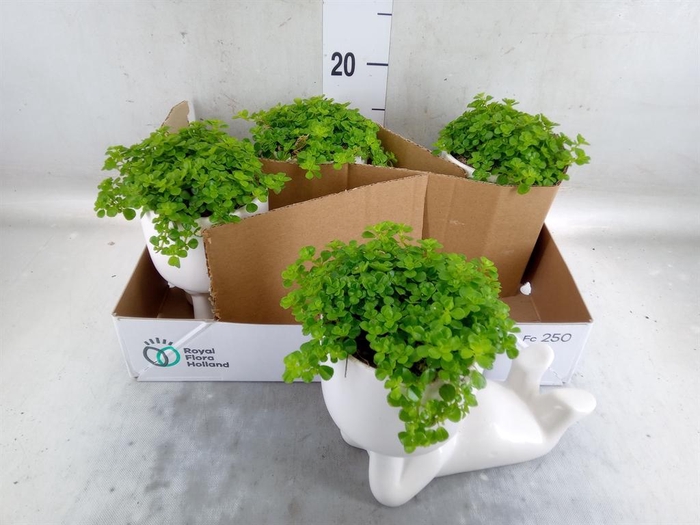 <h4>Arr.   Kamerplant Groen L%</h4>