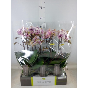 Phalaenopsis multi.   ...