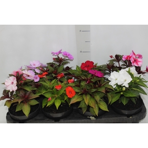 SUNPATIENS® P13