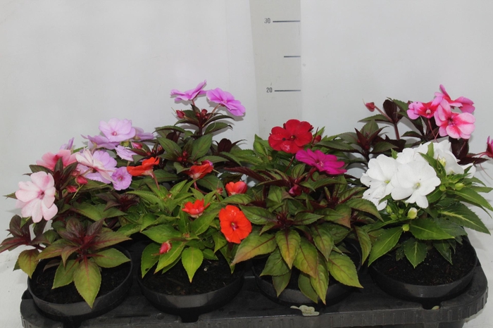 <h4>SUNPATIENS® P13</h4>