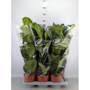 Ficus lyrata