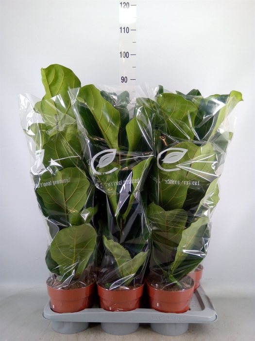 <h4>Ficus lyrata</h4>