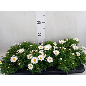 Argyranthemum  'La Rita White'