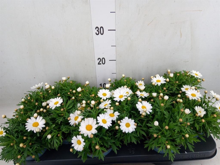 <h4>Argyranthemum  'La Rita White'</h4>