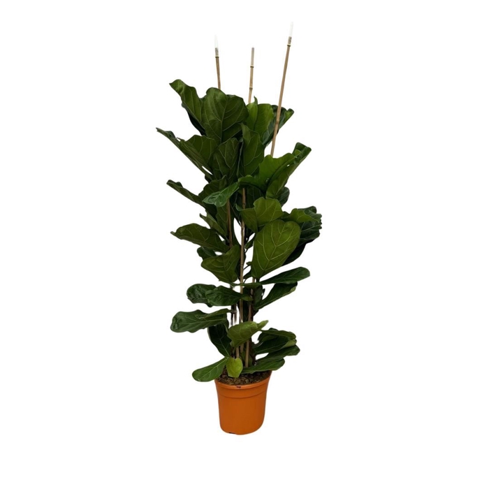 <h4>Ficus lyrata</h4>