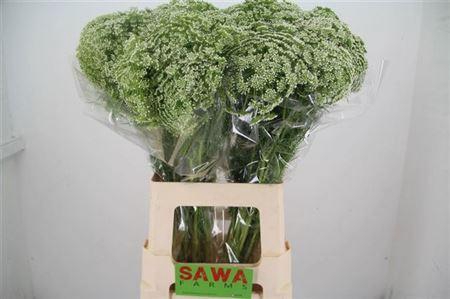 <h4>Ammi Visnaga 70cm</h4>