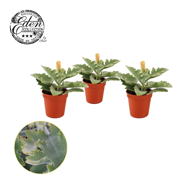 <h4>Kalanchoe Beharensis 5,5cm</h4>
