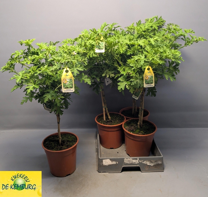 <h4>PEL GRAV LEMON TREE</h4>