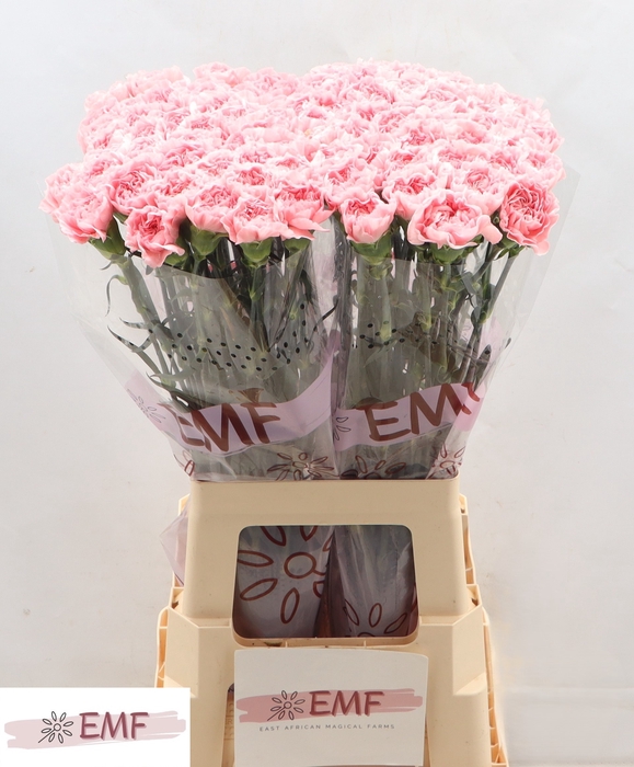 <h4>DI ST PINK MONTEZUMA</h4>