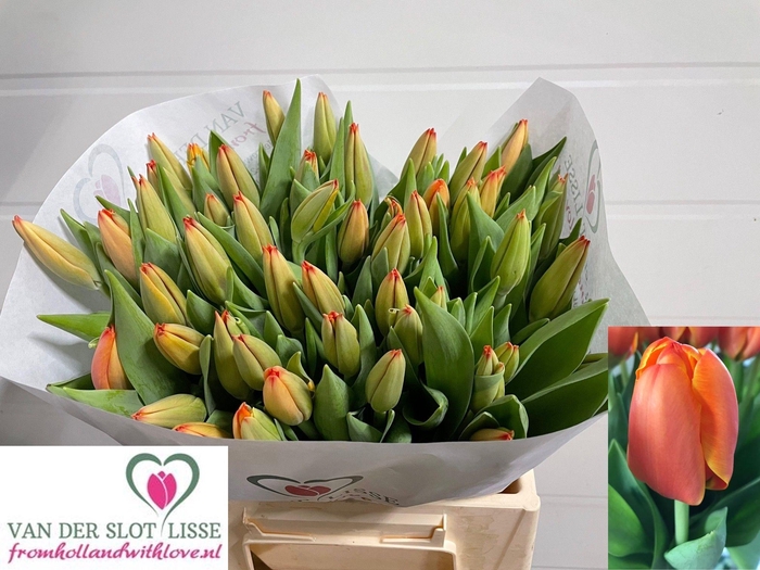 <h4>TU EN TRIPLE A</h4>