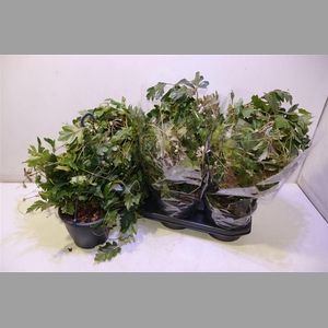 Cissus Rh Ellen Dan