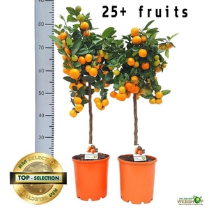 CITR MICROCARPA